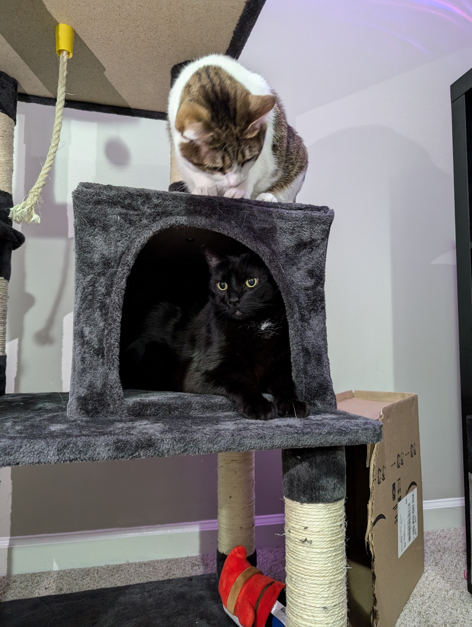 Cats